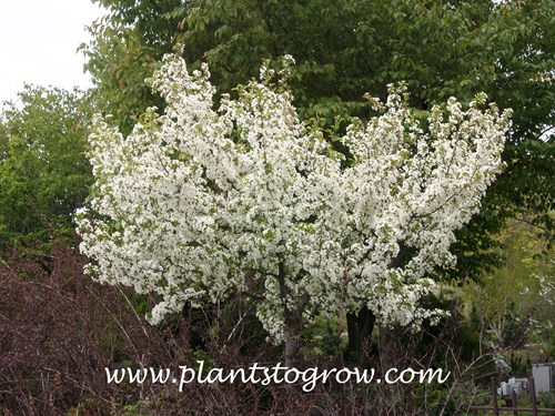 Firebird Crabapple (Malus sargenti)
In a warm spring this plant is blooming end of April.